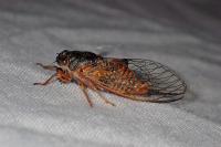 Cicadetta