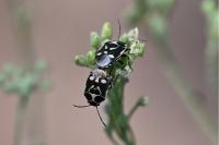 Eurydema oleracea