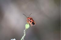 Eurydema ornata