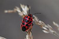 Eurydema ornata