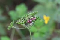 Graphosoma italicum