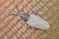 Catoplatus carthusianus