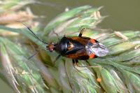 Deraeocoris ruber