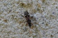 Beosus maritimus