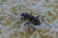 Beosus maritimus