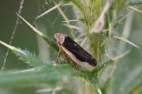 Philaenus spumarius