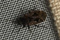 Sphragisticus nebulosus