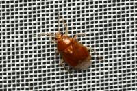 Deraeocoris lutescens