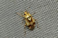 Lygus pratensis