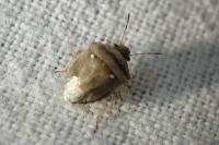 Eysarcoris ventralis