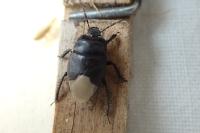 Cydnus aterrimus