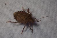 Halyomorpha halys