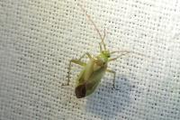 Adelphocoris