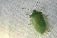 Nezara viridula