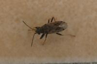 Peritrechus gracilicornis