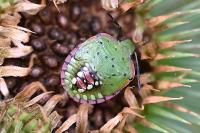 Nezara viridula