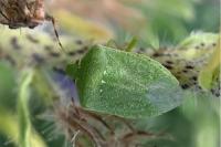Nezara viridula