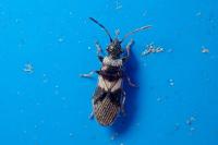 Microplax albofasciata