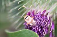 Lygus pratensis