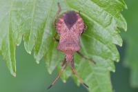 Coreus marginatus