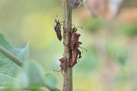 Coreus marginatus