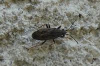 Peritrechus gracilicornis