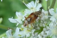 Lygus pratensis