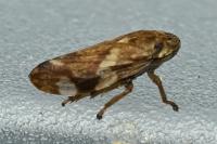 Philaenus spumarius