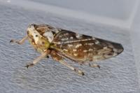 Acericerus