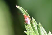 Rhopalus subrufus
