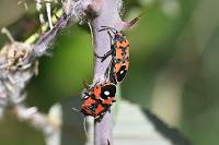Lygaeus equestris