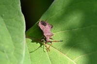 Coreus marginatus