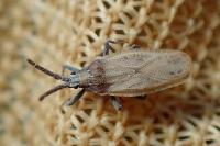 Catoplatus carthusianus