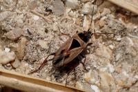 Xanthochilus quadratus