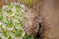 Sciocoris macrocephalus