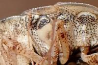 Sciocoris macrocephalus