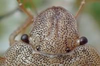 Sciocoris macrocephalus