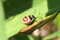 Eurydema