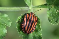 Graphosoma italicum