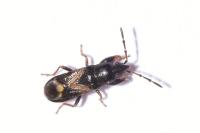 Megalonotus praetextatus