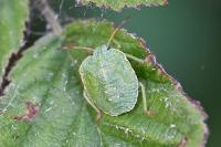 Palomena prasina