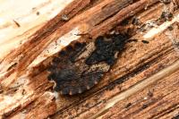 Aradus versicolor