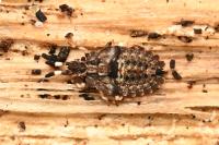 Aradus versicolor