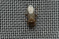 Nysius