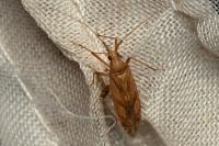 Phytocoris