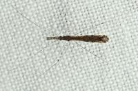 Empicoris rubromaculatus