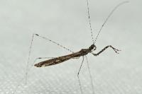 Empicoris rubromaculatus