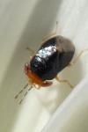Geocoris erythrocephalus