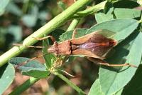 Camptopus lateralis
