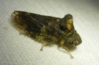 Ledra aurita